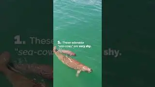 Cute and rare - a baby dugong #wildlife #endangeredspecies
