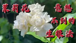 茉莉花意想不到的生根法