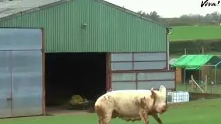 Pig Rescued From Slaughter House Experiences Freedom For The First Time