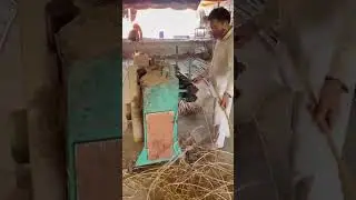 Rattan Material Processing - Removing Rattan Skin - Sisu Handicraft