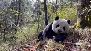 Lovely giant panda eats food. That's a nice voice！|ASMR