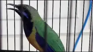 Suara masteran burung cucak cungkok