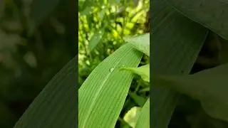 NATURE CLOSE-UP 🌿 #naturecloseup
