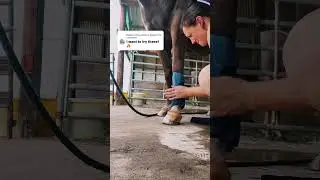 HORSELINK TECH  Dynamic Compression therapy Horse Boots Ice Cube therapy Boots
