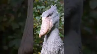 5 Most Terrifying Bird Sounds Ever Recorded!