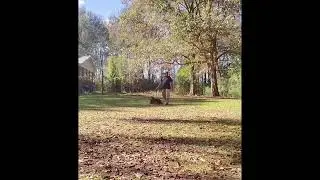 Dog Obedience Training Mississippi Certified state Registered Dog Training
