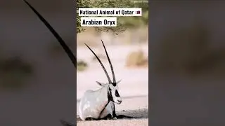 National Animal of Qatar 🇶🇦/ Arabian Oryx