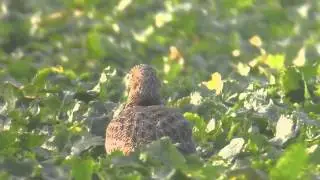 Little Bustard 4
