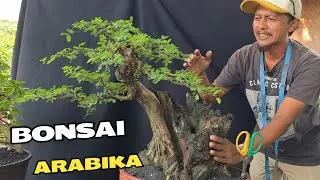 Cek Harga Di Bintang Bonsai
