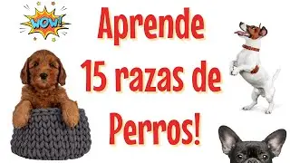 ВЫУЧИТЕ 15 ПОРОД СОБАК 🐶🐕 для детей