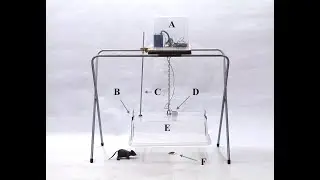 Randomized, automated live-trapping of wild rats and other rodents