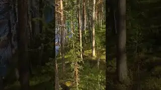 Sanfte Klaviermusik am See: Entspanne im Wald 🌲🎹 #sanftekl&auml;nge #entspannungsmusik #innerebalance