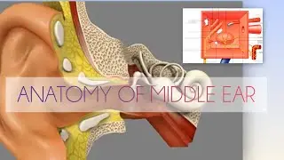 Anatomy of middle ear in detail #anatomy #middleear #youtube #detailed #mbbs #boundaries #physiology