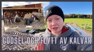 Vi testar ett nytt gödselsystem och flyttar kalvar - Vlogg 80