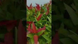 about Syzygium plant