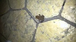 The rare frog in Albania