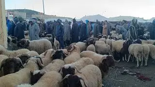 حصريا أثمنة خروف خروفة ونعجة بسوق لخميس تيمحضيت بتاريخ 05/12/2024 فرجة ممتعة