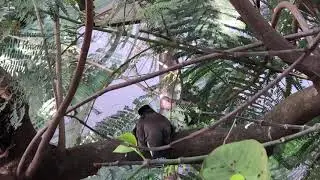 Urban birds: Common myna
