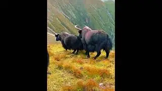 yaks mating #shortsfeed #shortvideo