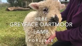 Hebe, Greyface Dartmoor ewe lamb for sale, Moorparks, Devon.