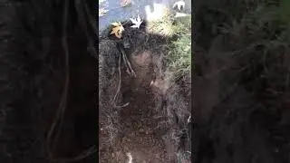 Underground work Hammerhead mole