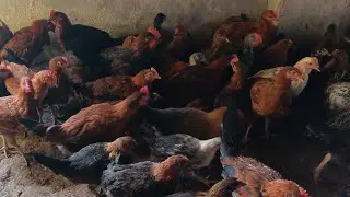 poultry in indian village #poultryfarming​​ #naturalfarming​​ #india​ #poultryfarming​ #birds​