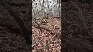 Update from Middle Mountain summit in Shawvers Run wilderness.