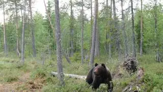 2016-6 Vartius (Bear safari, night 1)