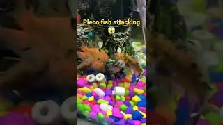pleco fish attacking on other fishes for save his food 🥝😱