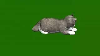 Green Screen Video|Chroma key|Cat|Cat playing
