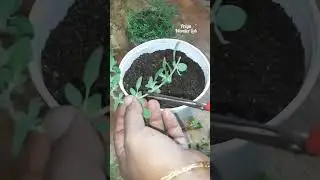 Unique & new technique to propagate perfume plants//Easy technique Perfumed plant growth