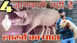 सुअर फार्म में छोटे बच्चों के मरने से बचने के 4 उपाय #pig_farm_traning  #pigfeed #nj_farming #pig 
