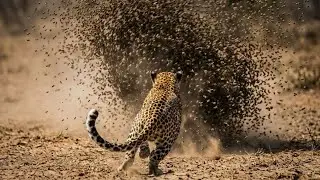 Rangers Rush to Save Leopard Stuck in Sticky Honey Hive! 🚨| wild reactions ai animales#animalrescue