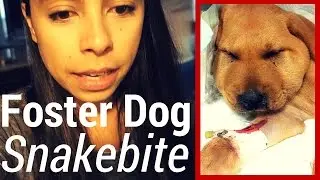 Foster Dog Recovery | Snakebite Scare! First Day Home