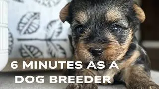 Day in the Life of a Dog Breeder of Yorkies