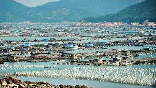 Chinas Unbelievable Large High Tech Fish Farms Revealed