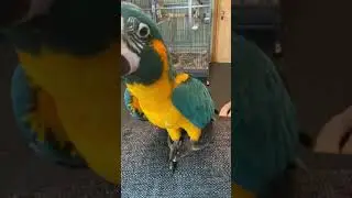 I Trained Flix The Blue Throated Macaw How To Wave !!