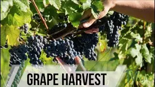 Grape harvesting - TvAgro by Juan Gonzalo Angel