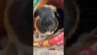 Four different guinea pigs #guineapig#pets#cuteanimals