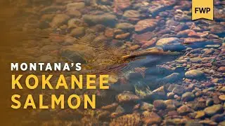 From Hatchery to Lake: The Journey of Montana's Kokanee Salmon