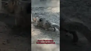 Carnivorous Squirrels? Ground Squirrels Caught Hunting in California!