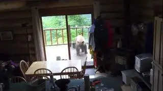 Big Brown Bear on Deck of Cabin!