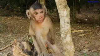 Let's feeding Lovely Orphaned monkey Copper and his friends