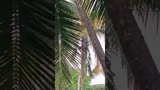 hard work#video##song kokan🌴