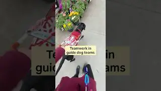 Собаки-поводыри не принимают все решения, это командная работа #СобакаПоводырь #Собака #Собаки