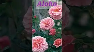 6 The Best Fragrant Climber Roses