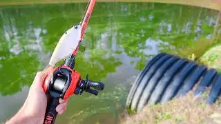 Searching for DOUBLE DIGIT Bass in SMALL Ponds (Bank Fishing)