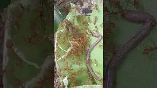 Ant eating earthworm, #ant #insectvideo#insectlife #earthworm