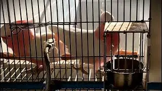 Cute Birds Major Mitchell Cockatoo #cute #viral #birds