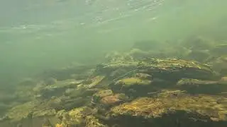 Maury River Freshwater Snorkeling 11022